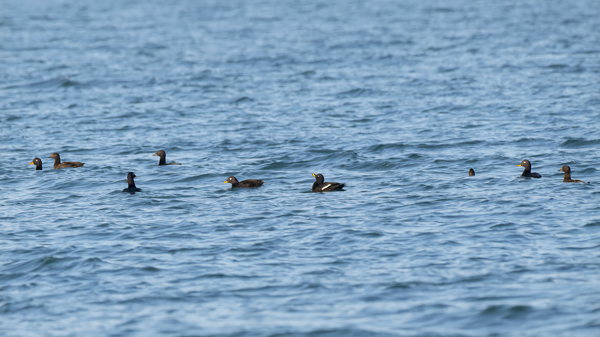 Velvet Scoter